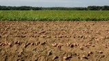Sweet potatoes harvest (Photo Credit: USDA / Photographer Lance Cheung).