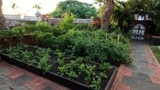 Backyard vegetable garden at La Fortaleza (Photo Credit: Puerto Rico's First Lady Wilma Pastrana Jimenez).