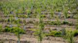 Micro-irrigation (Photo Credit: USDA / Photographer Lance Cheung).