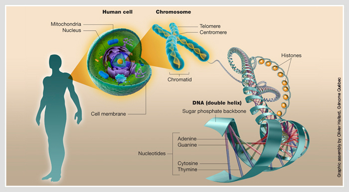 What is genomics? | Genome Quebec