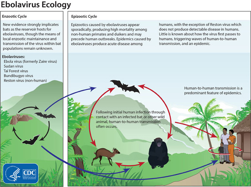 Virus Ecology Graphic | Ebola Hemorrhagic Fever | CDC