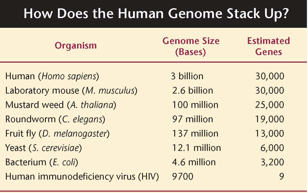How Does the Human Genome Stack Up?