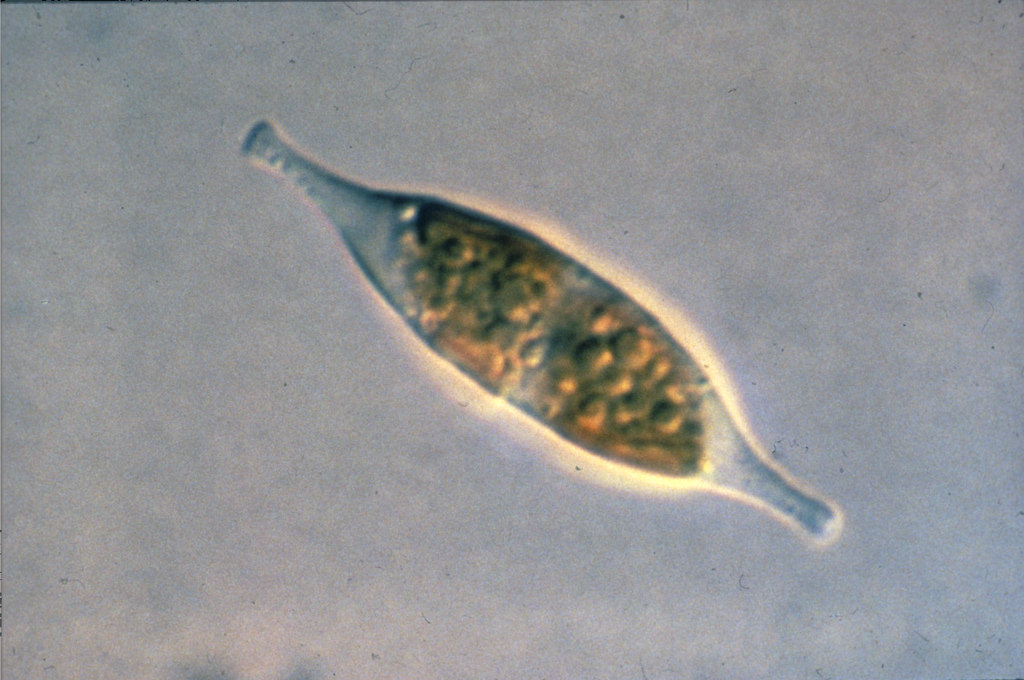 microalgae (Photo Credit: U.S. Department of Energy)