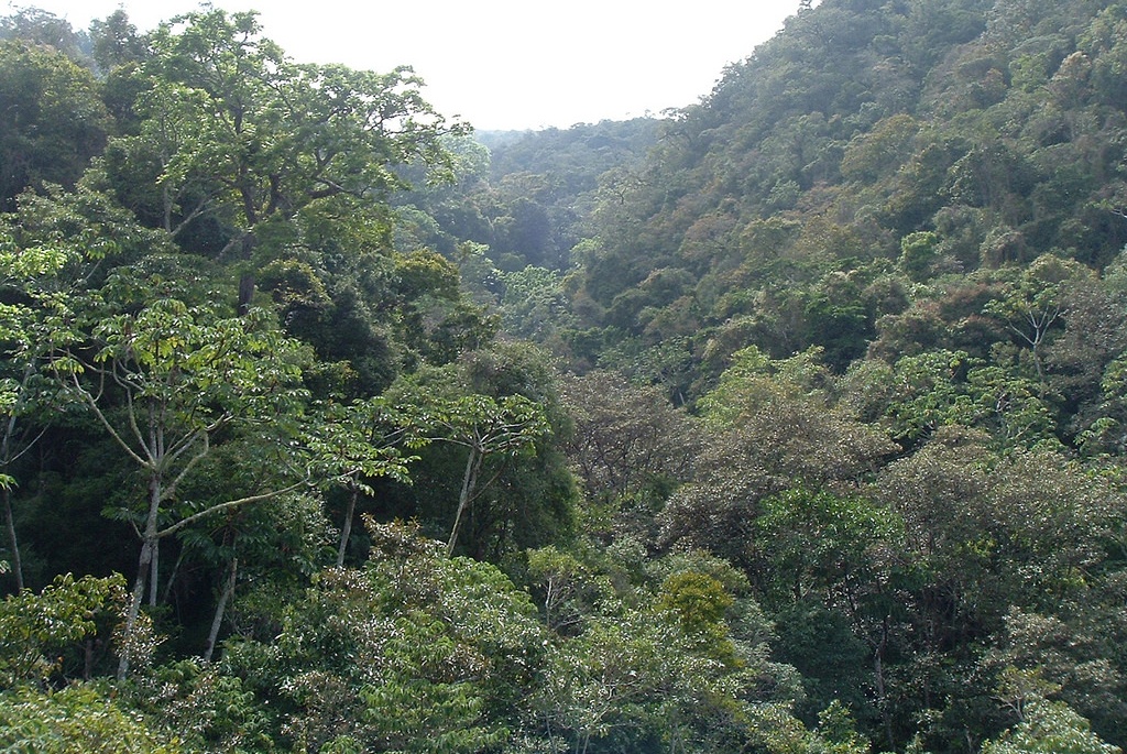 forest habitat (Photo Credit: Fundacion Natura Bolivia 02-8-BO-2274)