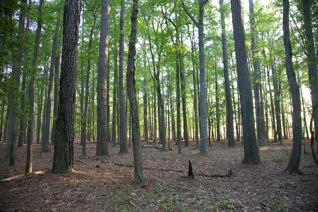 Delmarva Peninsula hardwood and pine trees (Photo Credit: Ryan Hagerty, U. S. Fish and Wildlife Service - Northeast Region)