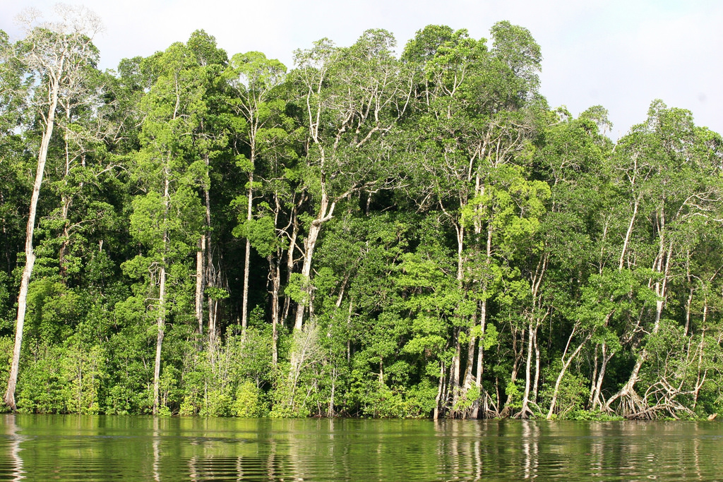 Indonesian Forest (Photo Credit: USAID/Danumurthi Mahendra)