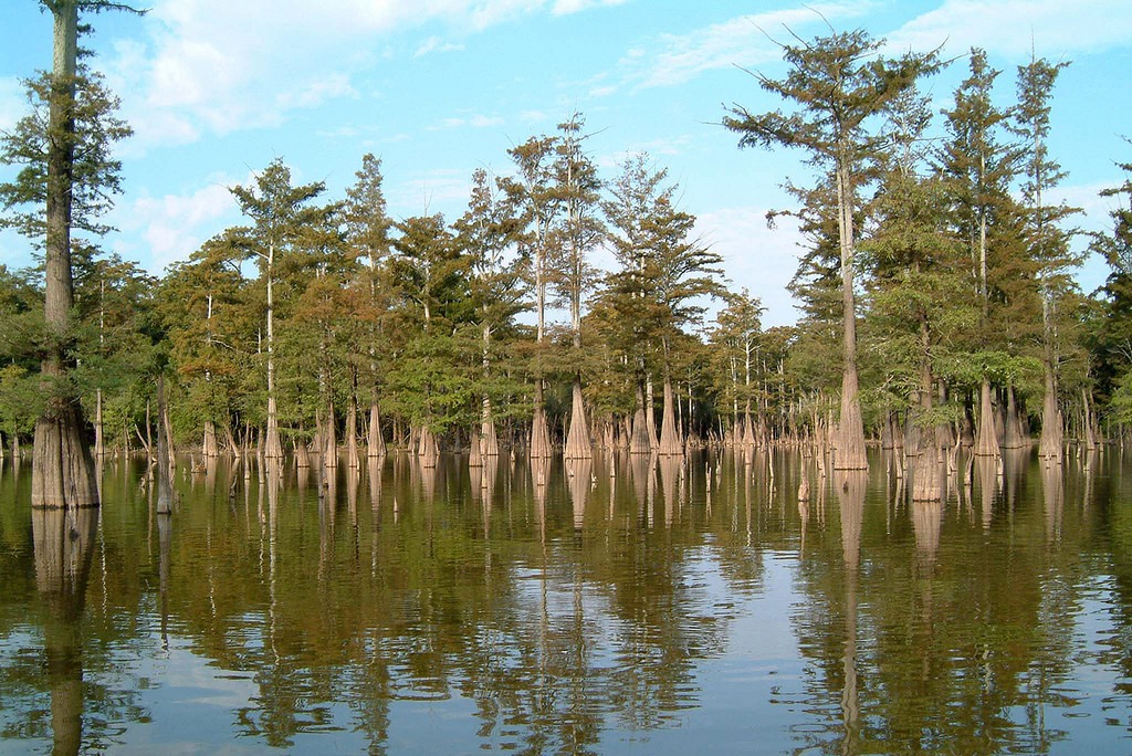 Cypress trees at Dale Bumpers White River National Wildlife Refuge (Photo Credit: Ray Paterra, U.S. Fish and Wildlife Service)