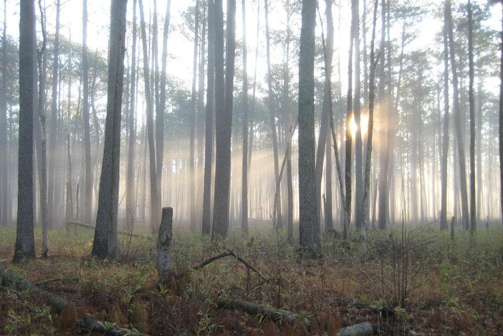 Pines Trail at Great Dismal Swamp National Wildlife Refuge along the NC-VA (Photo Credit: U.S. Fish and Wildlife Service Headquarters)