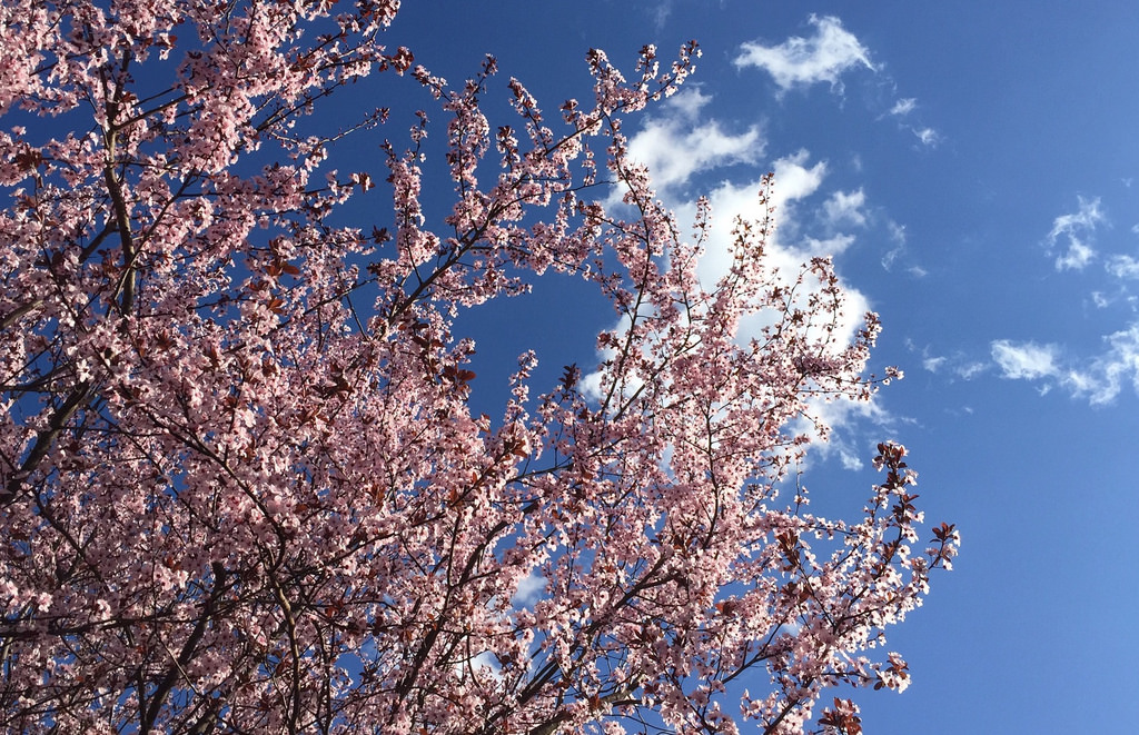 A tree blossoms near the U.S. Department of Agriculture (USDA) in Washngton, D.C. on Wednesday, March 25, 2016  (Photo Credit: Lance Cheung, U.S. Department of Agriculture)