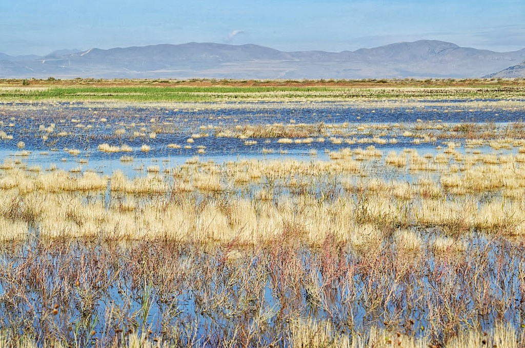Water in the Fields (Photo Credit: Jennifer Bunker, U.S. Fish and Wildlife Service)