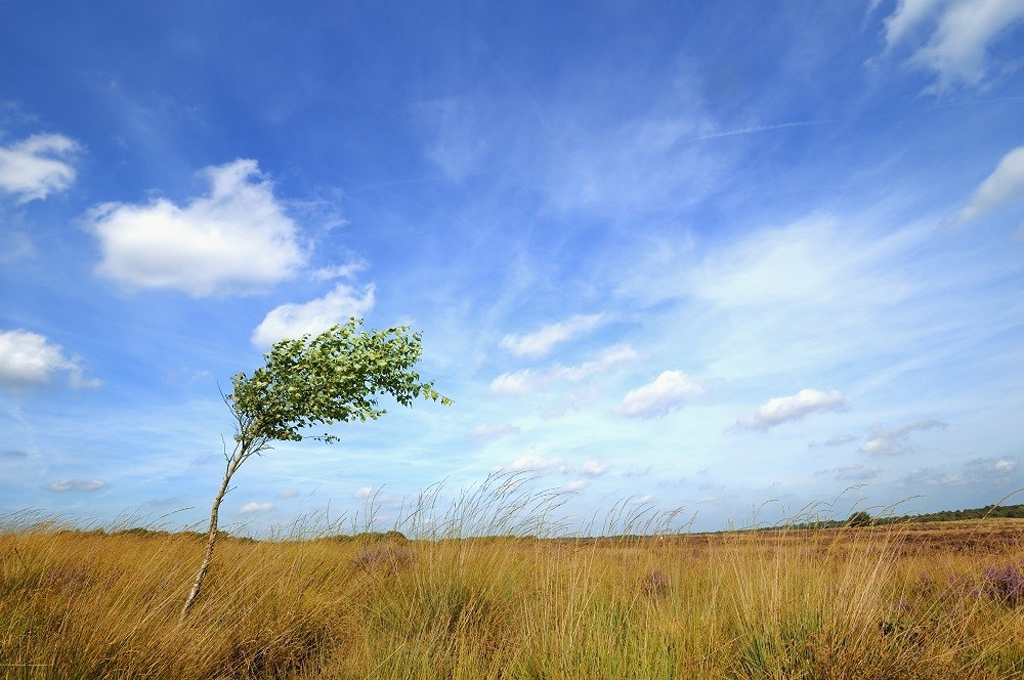 Grass blowing in the wind (Photo Credit: U.S. Department of Energy)