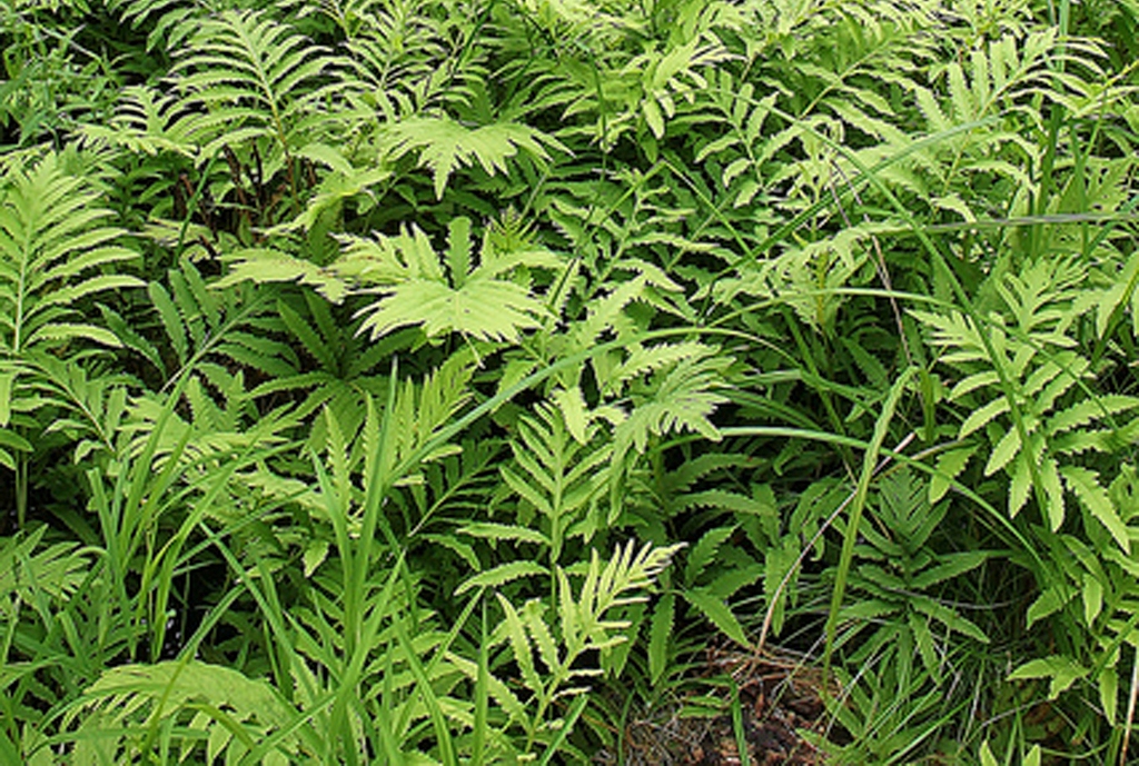 Missisquoi National Wildlife Refuge Fern Glade (Photo Credit: Ken Sturm, U.S. Fish and Wildlife Service)