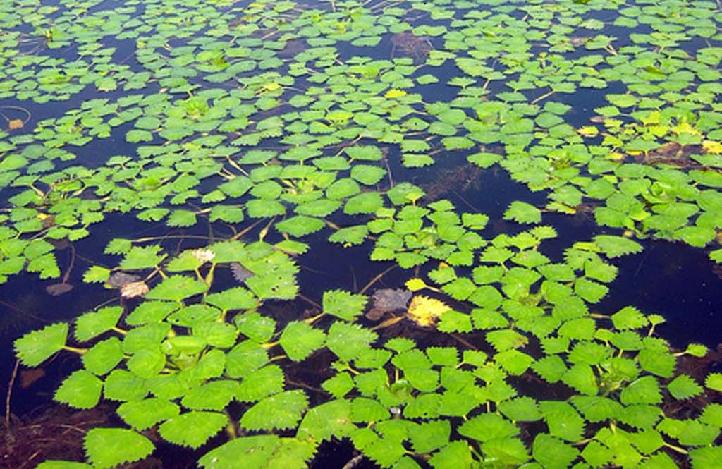 water chestnuts (Photo Credit: Maddie List, U.S. Fish and Wildlife Service)