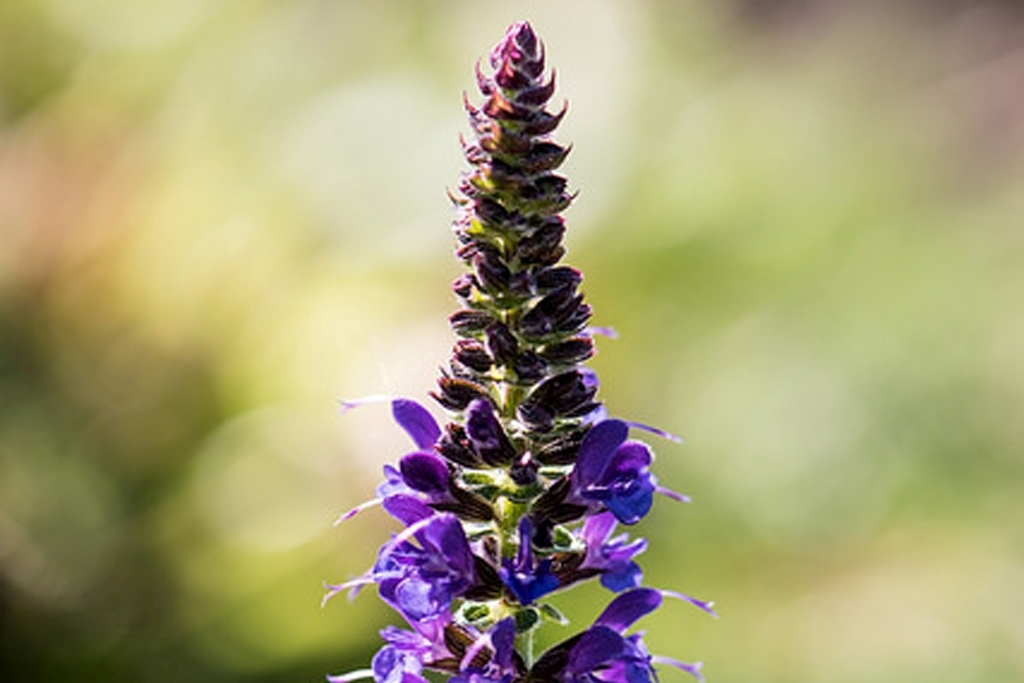 pollinator plant (Photo Credit: Lance Cheung, U.S. Department of Agriculture)