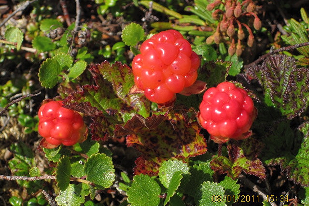 salmon berries (Photo Credit: Christine McCaffery, Alaska Region U.S. Fish & Wildlife Service)
