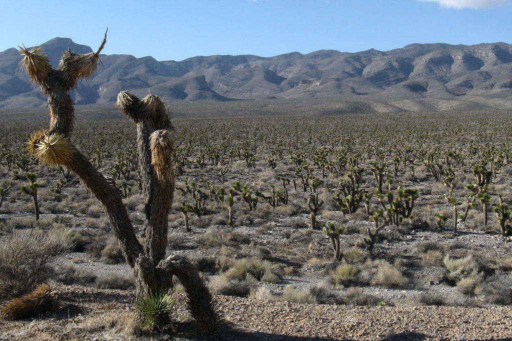 landscape on Desert National Wildlife Refuge (Photo Credit: U.S. Fish and Wildlife Service Southwest Region)