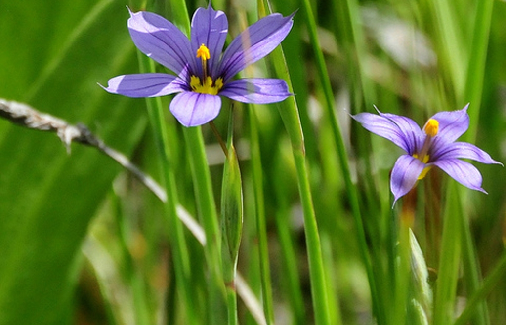 blue-eyed grass (Photo Credit: Tom Koener, U.S. Fish and Wildlife Service)