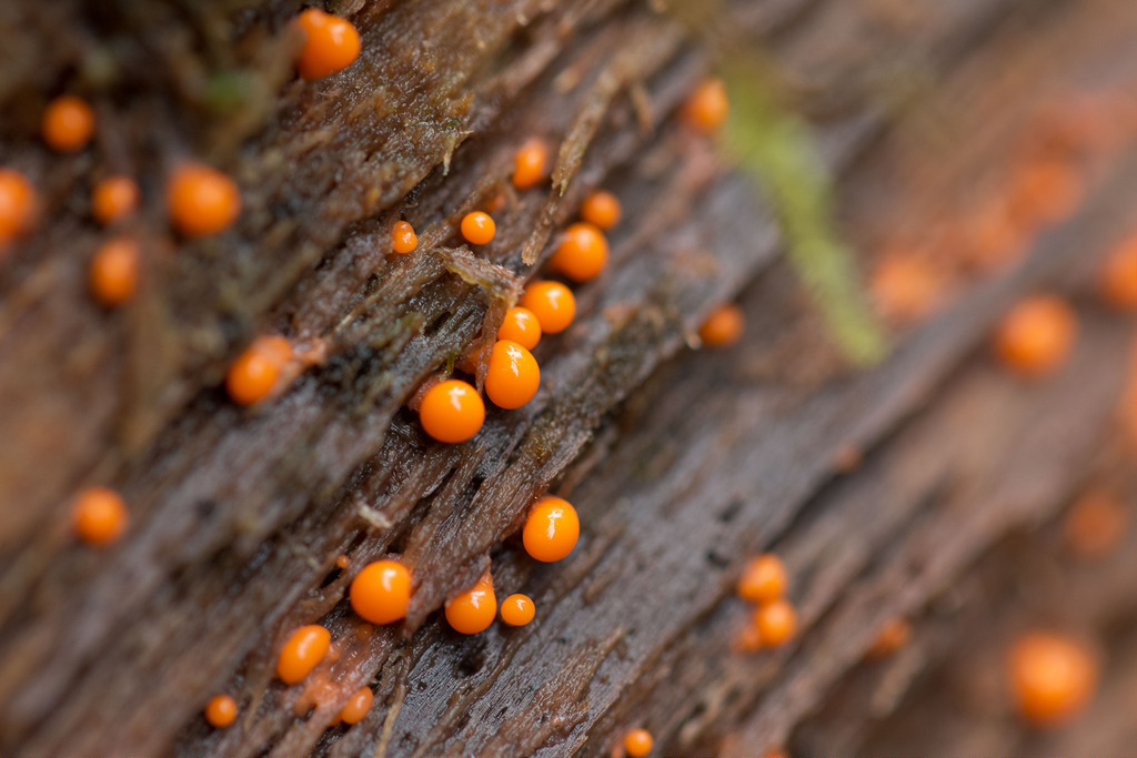 Slime mold (Photo Credit: Peter Pearsall, U.S. Fish and Wildlife Service)