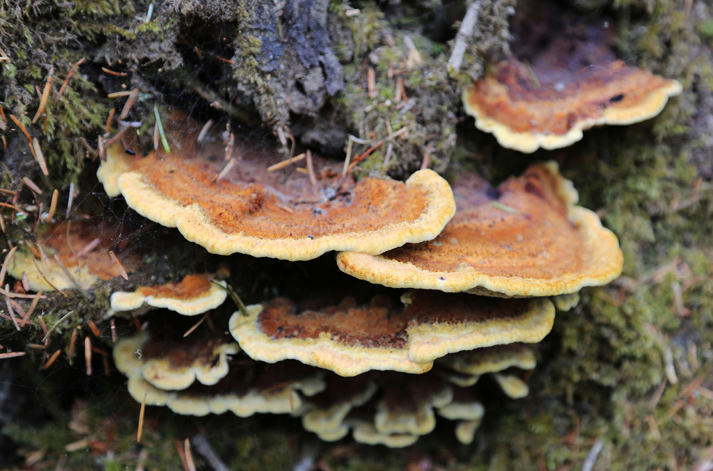 Butt-rot fungus Photo Credit: Peter Pearsall, U.S. Fish and Wildlife Service