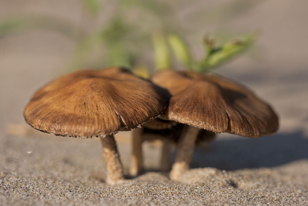 unknown dune fungus (Photo Credit: Peter Pearsall, U.S. Fish and Wildlife Service