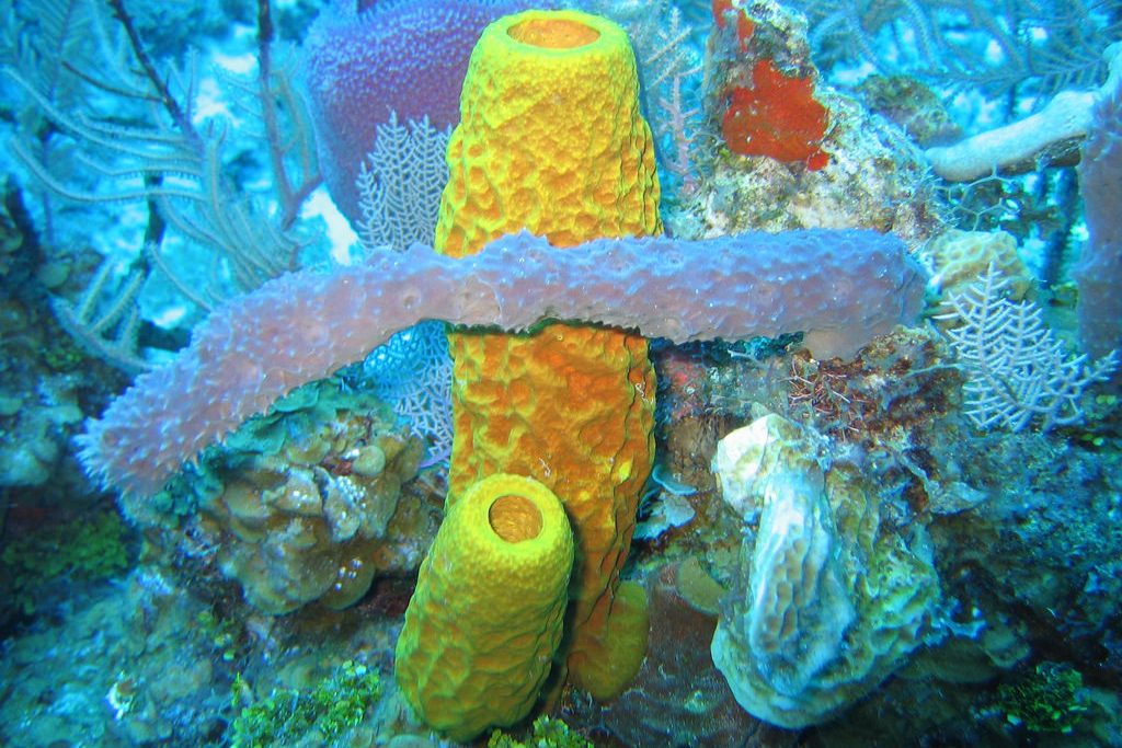 sponge (Photo Credit: Twilight Zone Expedition Team 2007, National Oceanic and Atmospheric Administration-OE.)