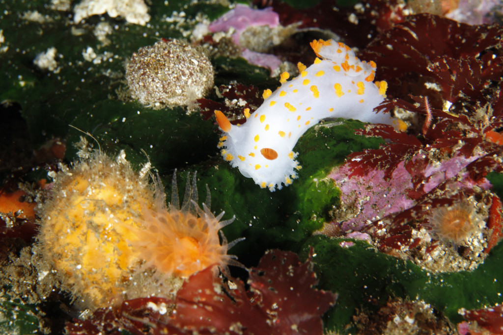 nudibranch shell-less mollusk (Photo Credit: Greg McFall, NOAA's National Ocean Service)
