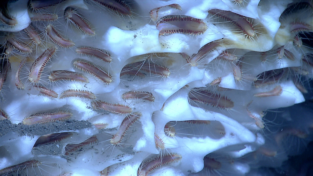 methane ice worms (Photo Credit: NOAA Okeanos Explorer Program, Gulf of Mexico 2012 Expedition)