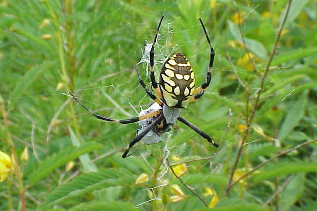 spider (Photo Credit: U.S. Fish and Wildlife Service)
