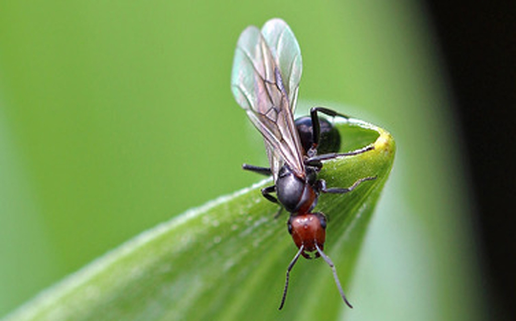 winged ant (Photo Credit: Peter Pearsall, U.S. Fish and Wildlife Service)