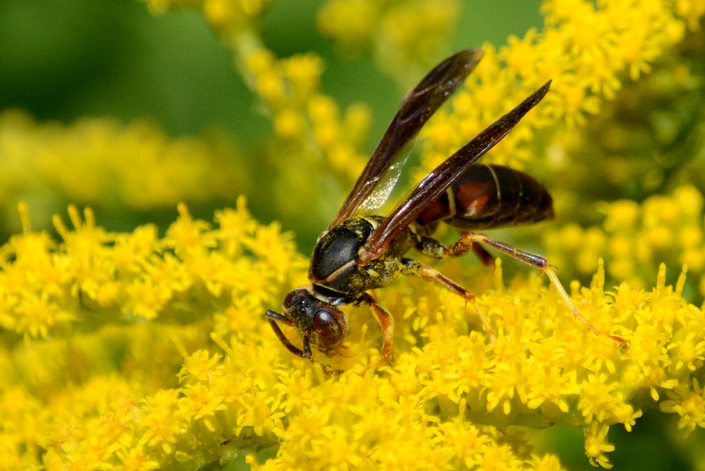 wasp (Photo Credit: Jim Hudgins, U.S. Fish and Wildlife Service Midwest Region)