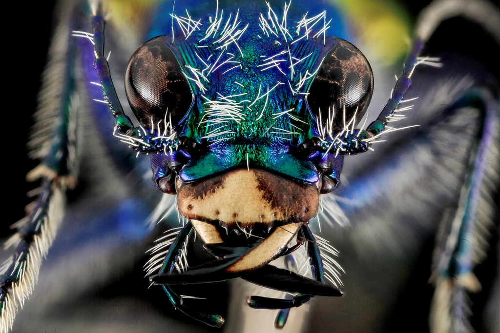 tiger beetle (Photo Credit: Sam Droege, U.S. Geological Survey)
