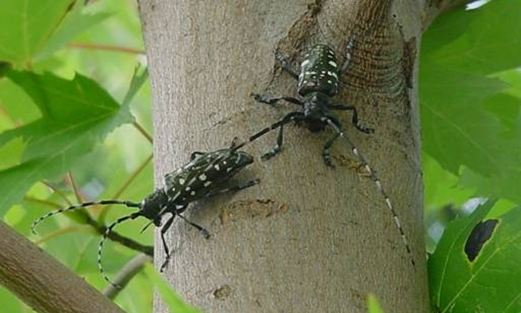 Asian Longhorned Beetles (Photo Credit: U.S. Department of Agriculture)