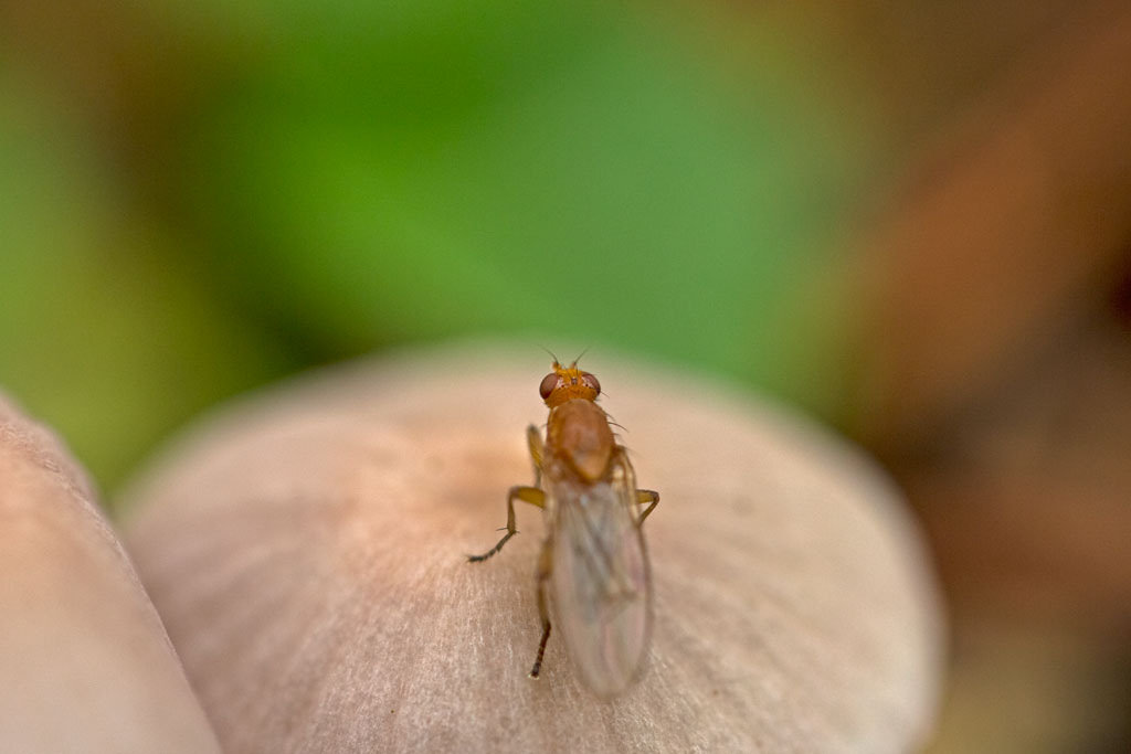 fly (Photo Credit: Peter Pearsall, U.S. Fish and Wildlife Service)