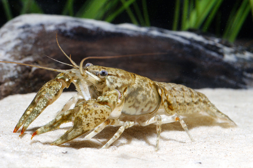 crayfish (Photo Credit: Chris Lukhaup, U.S. Forest Service)