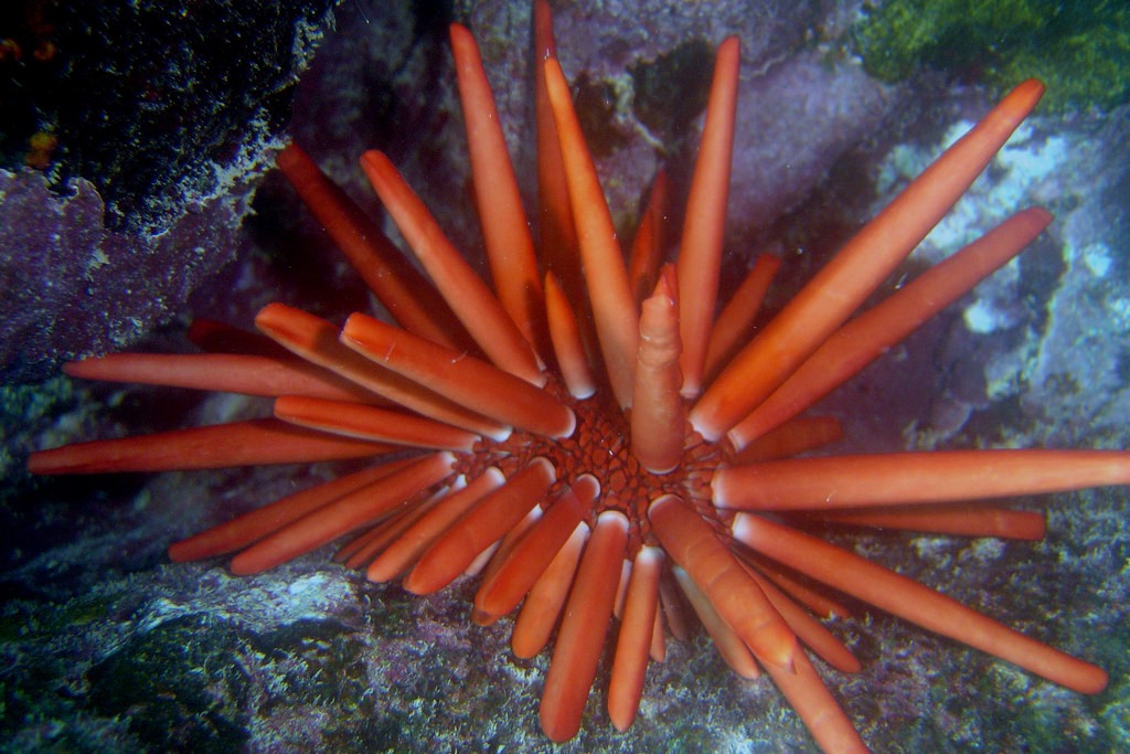 sea urchin (Photo Credit: David Burdick, National Oceanic and Atmospheric Administration