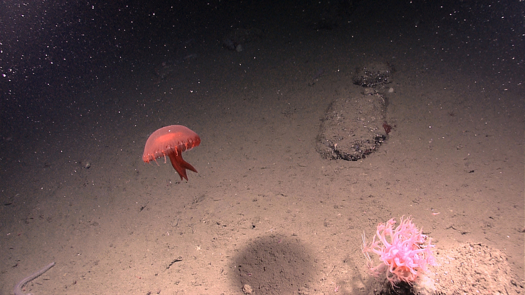jellyfish (Photo Credit: NOAA Okeanos Explorer Program)