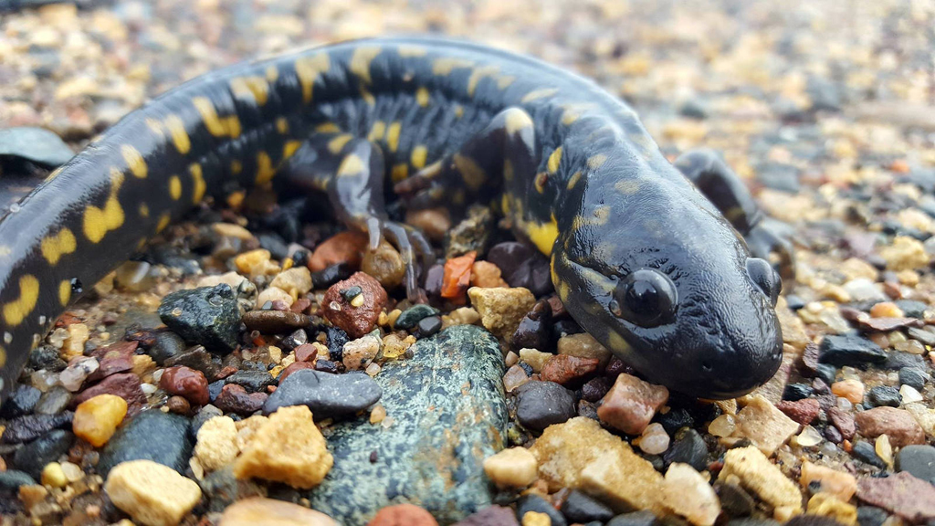 tiger salamander (Photo Credit: Caitlin Smith, U.S. Fish and Wildlife Service Northeast Region)