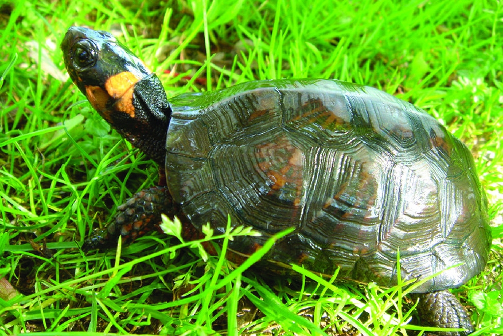 turtle (Photo Credit: U.S. Fish and Wildlife Service Northeast Region)
