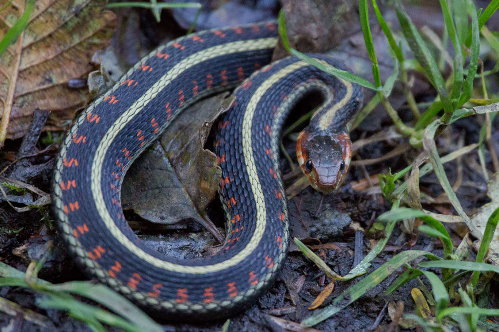 snake (Photo Credit: Peter Pearsall, U.S. Fish and Wildlife Service)