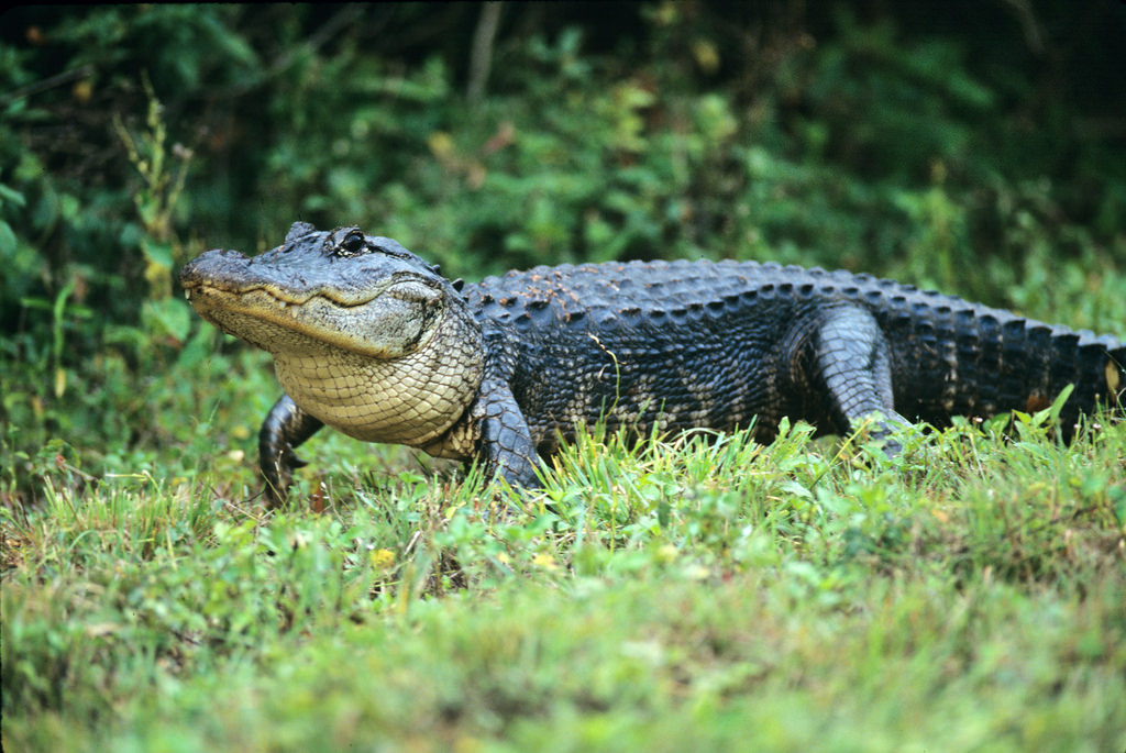 alligator (Photo Credit: Larry Rana, U.S. Department of Agriculture)