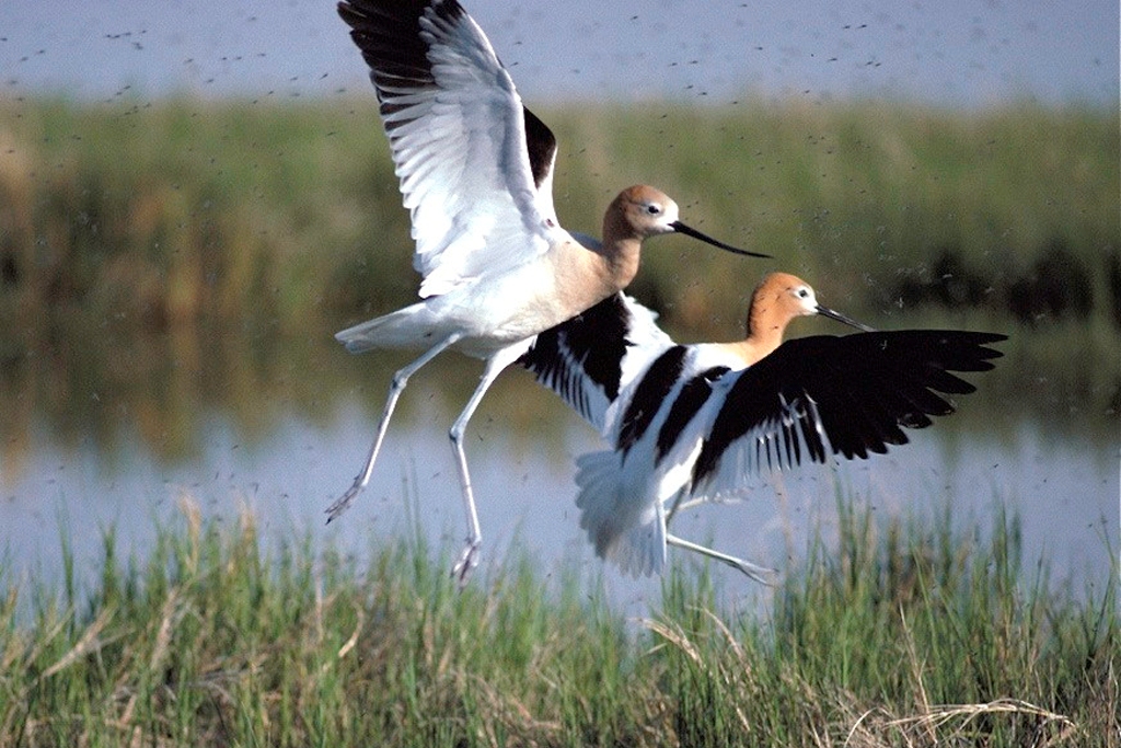 avocet birds (Photo Credit: U.S. Fish and Wildlife Service Headquarters)