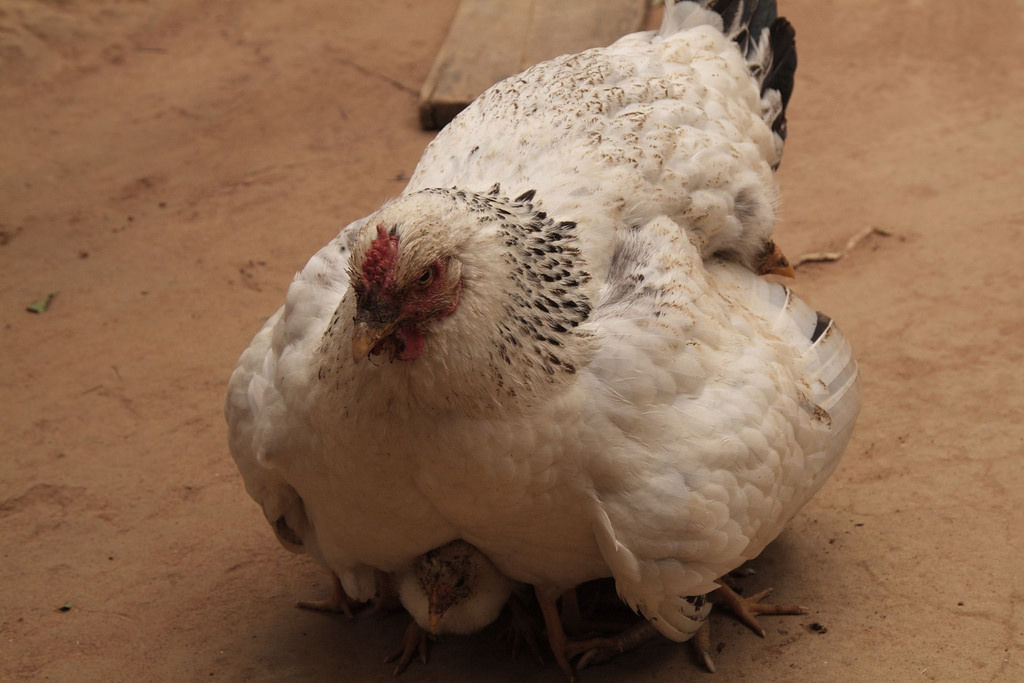 chicken (Photo Credit: Peace Corps)
