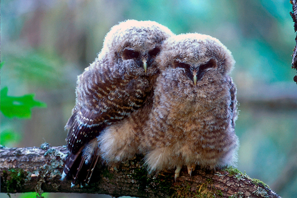spotted owl chicks (Photo Credit: Tom Kogutus, U.S. Fish and Wildlife Service)