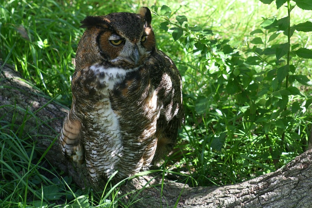 Great horned owl (Photo Credit: Randolph Femmer, U.S. Geological Survey)