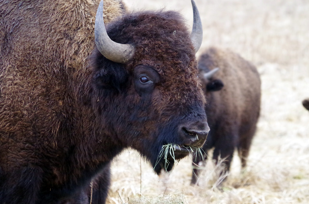 bison (Photo Credit: Trevor Cyphers, U.S. Fish and Wildlife Service Midwest Region)
