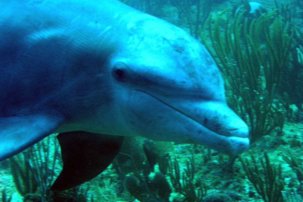 dolphin (Photo Credit: National Oceanic and Atmospheric Administration)