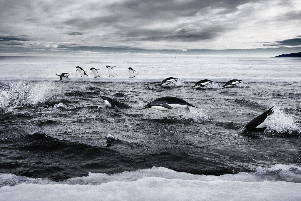 penguins (Photo Credit: John B. Weller, courtesy of The Pew Charitable Trusts)