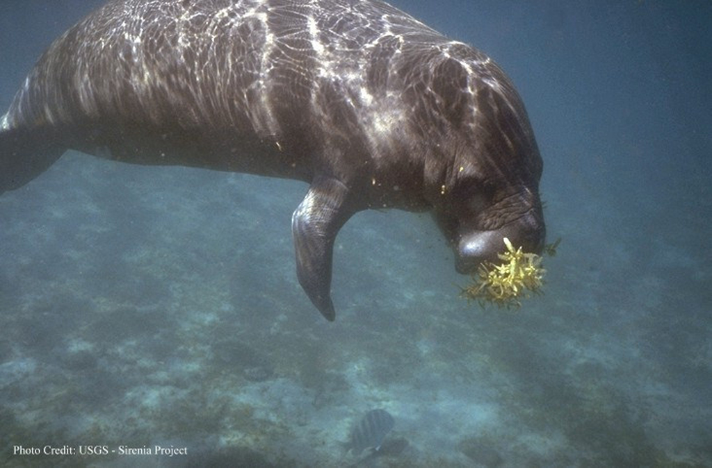 manatee (Photo Credit: U.S. Geological Survey - Sirenia Project)