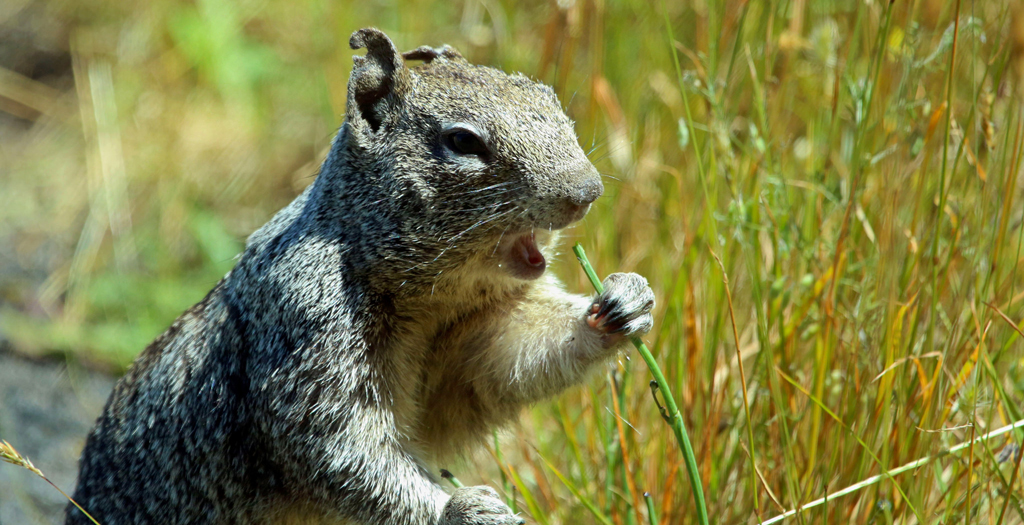 squirrel (Photo Credit: Peter Pearsall, U.S. Fish and Wildlife Service)
