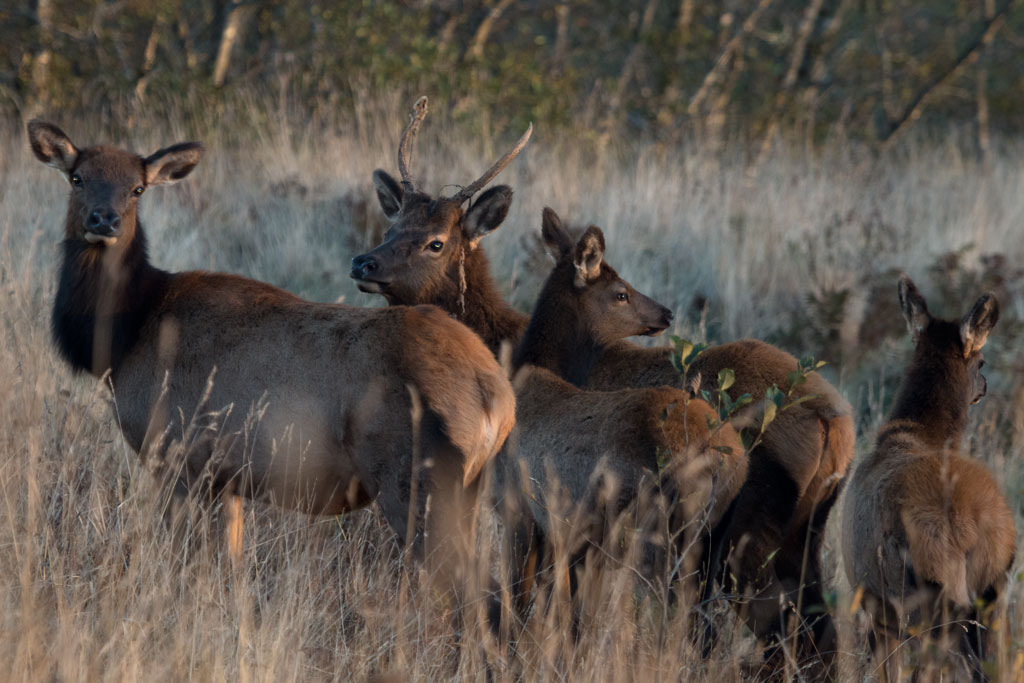 elk (Photo Credit: Peter Pearsall, U.S. Fish and Wildlife Service)